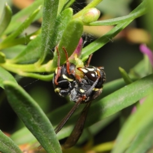 Eumeninae (subfamily) at Acton, ACT - 15 Jan 2020