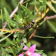 Eumeninae (subfamily) at Acton, ACT - 15 Jan 2020