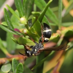 Eumeninae (subfamily) at Acton, ACT - 15 Jan 2020