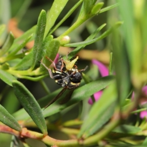 Eumeninae (subfamily) at Acton, ACT - 15 Jan 2020