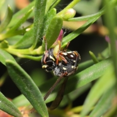 Eumeninae (subfamily) at Acton, ACT - 15 Jan 2020