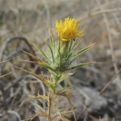 Carthamus lanatus (Saffron Thistle) at Tennent, ACT - 15 Dec 2019 by MichaelBedingfield