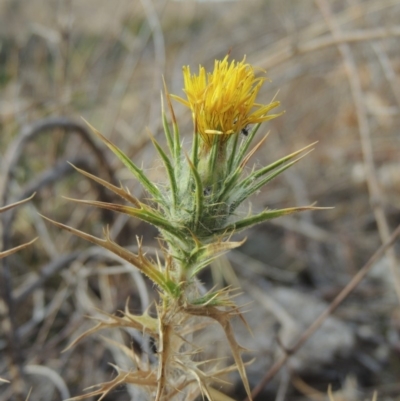 Carthamus lanatus (Saffron Thistle) at Tennent, ACT - 15 Dec 2019 by MichaelBedingfield