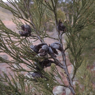 Callitris endlicheri (Black Cypress Pine) at Gigerline Nature Reserve - 15 Dec 2019 by michaelb