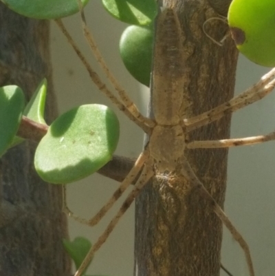 Asianopis sp. (genus) (Net-casting spider) at Shoalhaven Heads, NSW - 27 Jan 2020 by Michelle