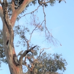 Callocephalon fimbriatum (Gang-gang Cockatoo) at GG194 - 26 Jan 2020 by JackyF