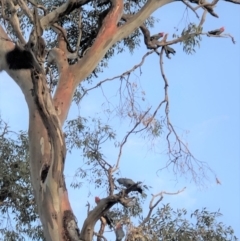 Callocephalon fimbriatum at Hughes, ACT - 26 Jan 2020