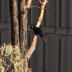 Zanda funerea (Yellow-tailed Black-Cockatoo) at Hughes Grassy Woodland - 21 Jan 2020 by JackyF