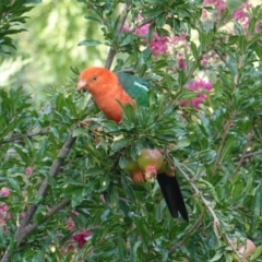 Alisterus scapularis (Australian King-Parrot) at Hughes, ACT - 25 Jan 2020 by JackyF