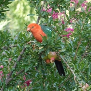 Alisterus scapularis at Hughes, ACT - 26 Jan 2020