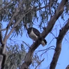 Threskiornis spinicollis (Straw-necked Ibis) at Red Hill, ACT - 26 Jan 2020 by JackyF