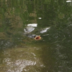 Cyprinus carpio (Common Carp) at Umbagong District Park - 17 Jan 2020 by pinnaCLE