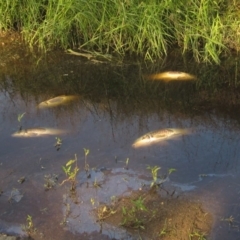 Cyprinus carpio (Common Carp) at Umbagong District Park - 19 Jan 2020 by pinnaCLE