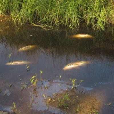 Cyprinus carpio (Common Carp) at Latham, ACT - 19 Jan 2020 by pinnaCLE