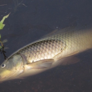 Cyprinus carpio at Latham, ACT - 19 Jan 2020