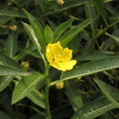 Ludwigia peploides subsp. montevidensis (Water Primrose) at Lake Ginninderra - 15 Jan 2020 by pinnaCLE