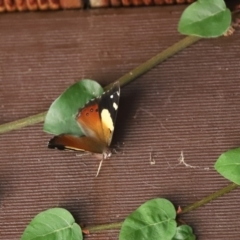 Vanessa itea (Yellow Admiral) at Cook, ACT - 27 Jan 2020 by Tammy