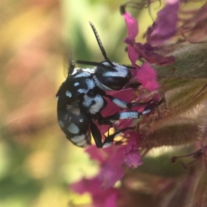 Thyreus caeruleopunctatus at Acton, ACT - 27 Jan 2020