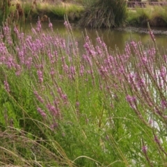 Lythrum salicaria (Purple Loosestrife) at Belconnen, ACT - 15 Jan 2020 by pinnaCLE