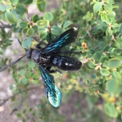 Austroscolia soror (Blue Flower Wasp) at Hughes, ACT - 27 Jan 2020 by Linden