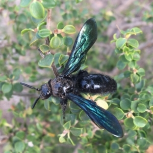 Austroscolia soror at Hughes, ACT - 27 Jan 2020 09:43 AM