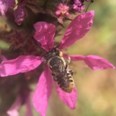 Megachile apicata at Acton, ACT - 27 Jan 2020 by PeterA