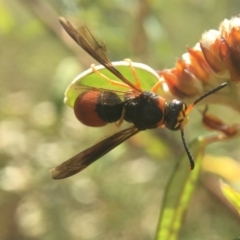 Eumeninae (subfamily) (Unidentified Potter wasp) at ANBG - 27 Jan 2020 by PeterA