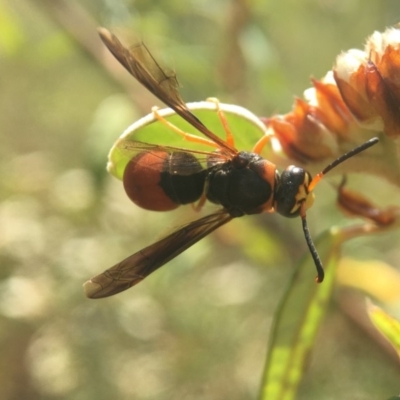 Eumeninae (subfamily) (Unidentified Potter wasp) at Acton, ACT - 27 Jan 2020 by PeterA