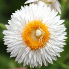 Thomisus spectabilis (Spectacular Crab Spider) at Acton, ACT - 19 Jan 2020 by TimL