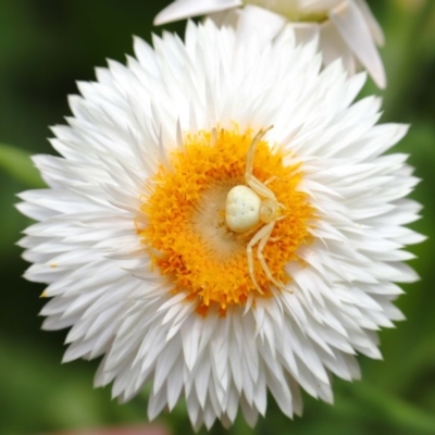 Thomisus spectabilis (Spectacular Crab Spider) at Acton, ACT - 19 Jan 2020 by TimL