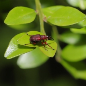 Euops sp. (genus) at Hackett, ACT - 15 Jan 2020