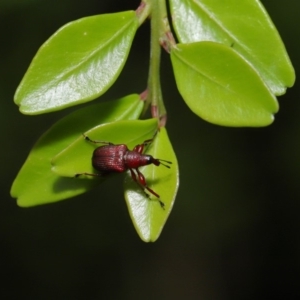 Euops sp. (genus) at Hackett, ACT - 15 Jan 2020