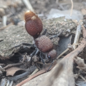 Ephutomorpha sp. (genus) at Lake George, NSW - 27 Jan 2020