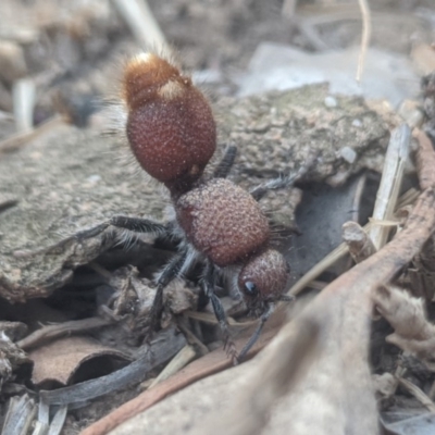 Ephutomorpha sp. (genus) (Mutillid wasp or Velvet ant) at Lake George, NSW - 27 Jan 2020 by MPennay