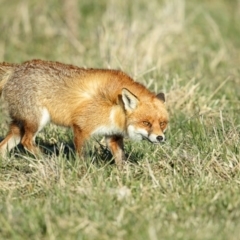 Vulpes vulpes (Red Fox) at Torrens, ACT - 6 Aug 2014 by venky2k11