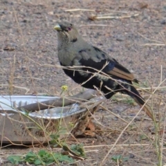 Ptilonorhynchus violaceus (Satin Bowerbird) at Red Hill Nature Reserve - 27 Jan 2020 by JackyF