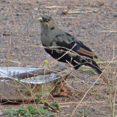 Ptilonorhynchus violaceus (Satin Bowerbird) at Deakin, ACT - 27 Jan 2020 by JackyF