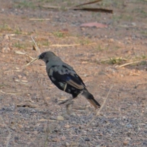 Ptilonorhynchus violaceus at Deakin, ACT - 27 Jan 2020