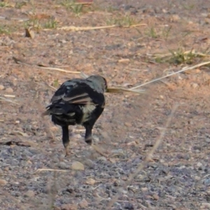 Ptilonorhynchus violaceus at Deakin, ACT - 27 Jan 2020