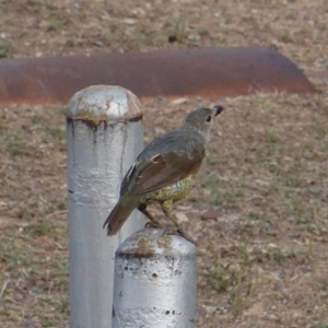 Ptilonorhynchus violaceus at Deakin, ACT - 27 Jan 2020