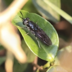 Hermetia illucens (American Soldier Fly) at Higgins, ACT - 29 Dec 2019 by AlisonMilton