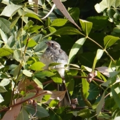 Rhipidura albiscapa (Grey Fantail) at Red Hill Nature Reserve - 27 Jan 2020 by JackyF