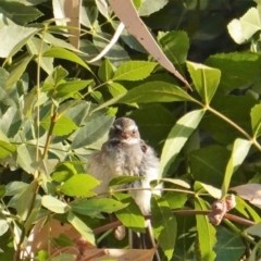 Rhipidura albiscapa at Deakin, ACT - 27 Jan 2020