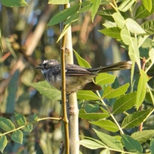 Rhipidura albiscapa at Deakin, ACT - 27 Jan 2020