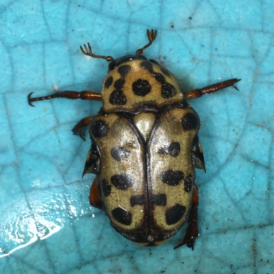 Neorrhina punctatum (Spotted flower chafer) at Ulladulla, NSW - 26 Jan 2020 by jb2602