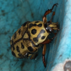 Neorrhina punctatum at Ulladulla, NSW - 26 Jan 2020