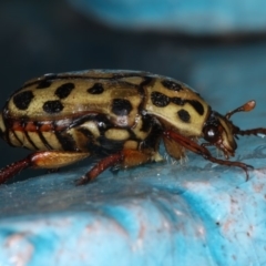 Neorrhina punctatum at Ulladulla, NSW - 26 Jan 2020