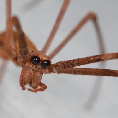Deinopidae (family) (Net-casting Spider) at Mount Ainslie - 25 Jan 2020 by kdm
