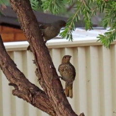 Ptilonorhynchus violaceus (Satin Bowerbird) at Macarthur, ACT - 27 Jan 2020 by RodDeb