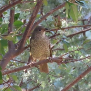 Ptilonorhynchus violaceus at Macarthur, ACT - 27 Jan 2020